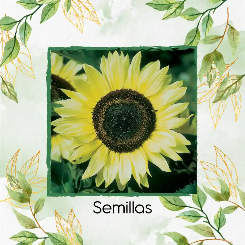 5 Semillas Orgánicas De Flor Girasol Monshine