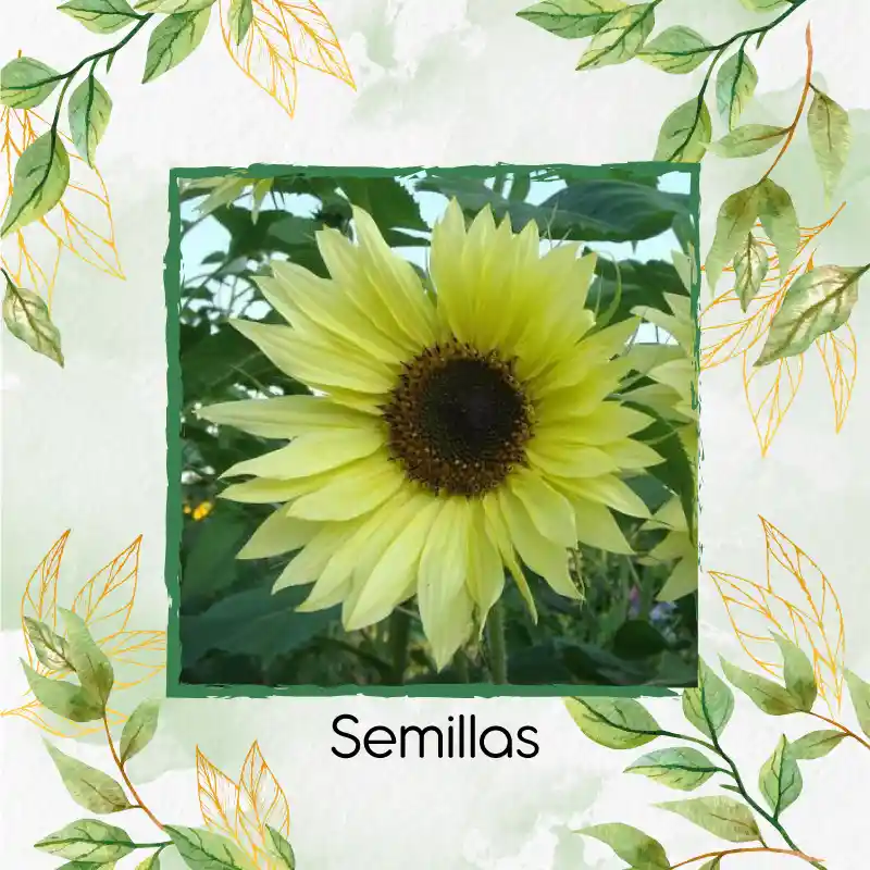 5 Semillas Orgánicas De Flor Girasol Monshine