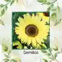 5 Semillas Orgánicas De Flor Girasol Monshine