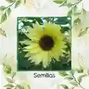 10 Semillas Orgánicas De Flor Girasol Monshine