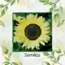 10 Semillas Orgánicas De Flor Girasol Monshine