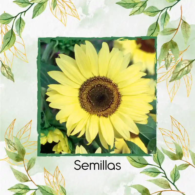 100 Semillas Orgánicas De Flor Girasol Monshine