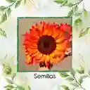 3 Semillas Orgánicas De Flor Girasol Naranja