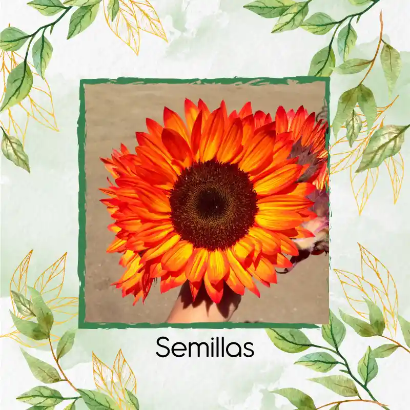 3 Semillas Orgánicas De Flor Girasol Naranja
