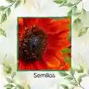 3 Semillas Orgánicas De Flor Girasol Naranja