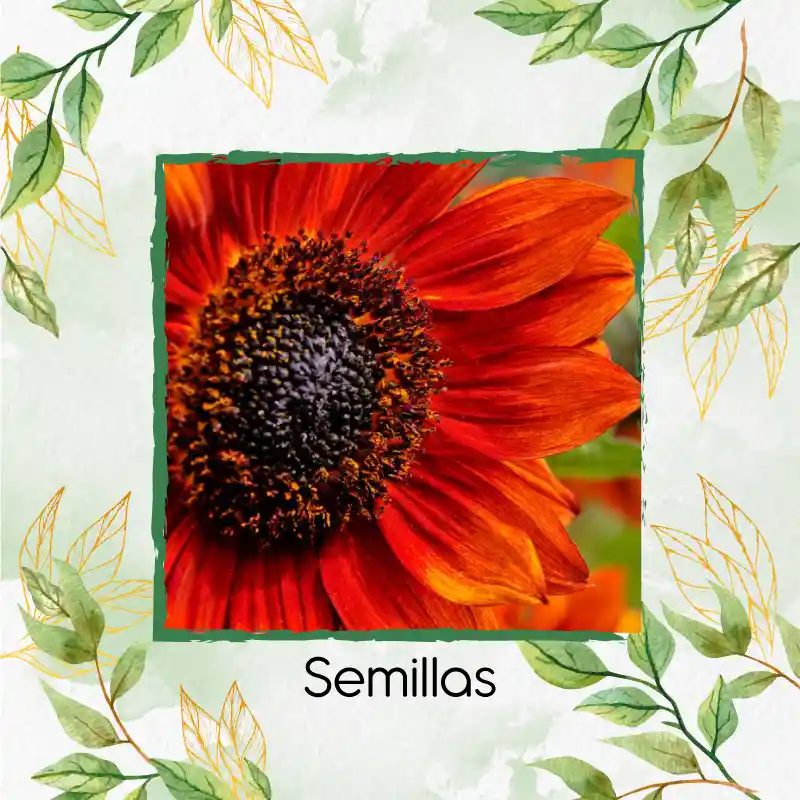 3 Semillas Orgánicas De Flor Girasol Naranja