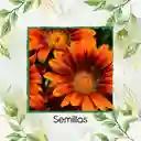 3 Semillas Orgánicas De Flor Girasol Naranja