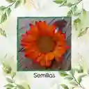 6 Semillas Orgánicas De Flor Girasol Naranja