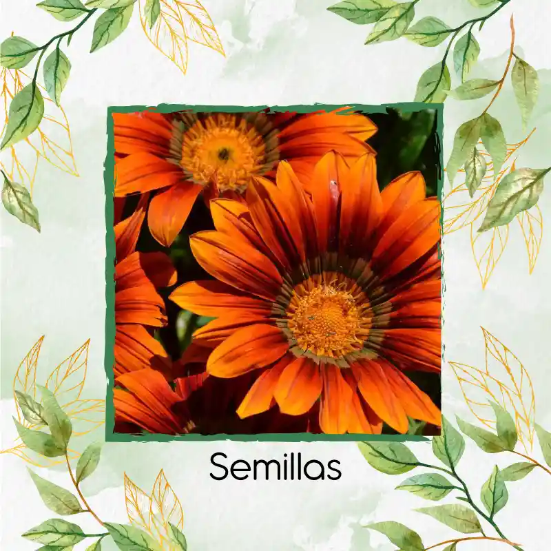 6 Semillas Orgánicas De Flor Girasol Naranja