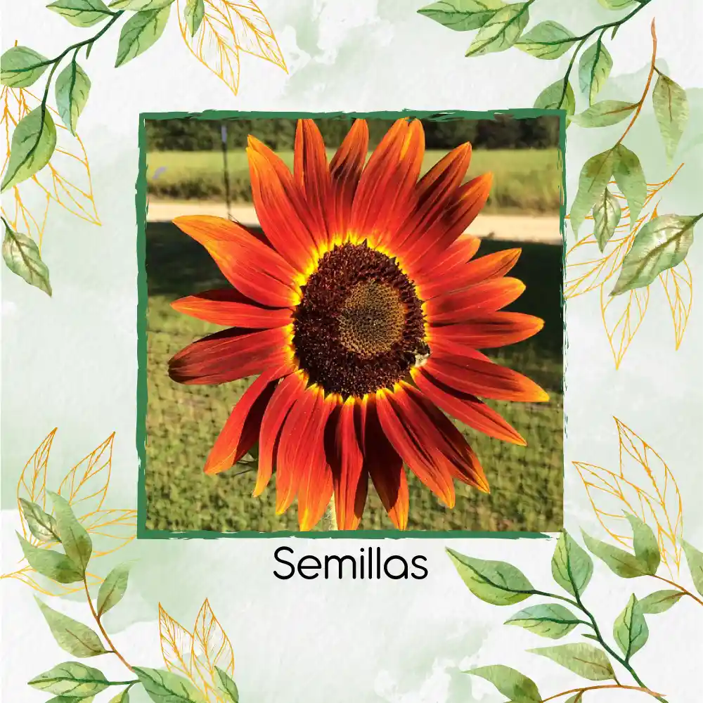 4 Semillas Orgánicas De Flor Girasol Rojo