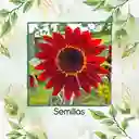 4 Semillas Orgánicas De Flor Girasol Rojo