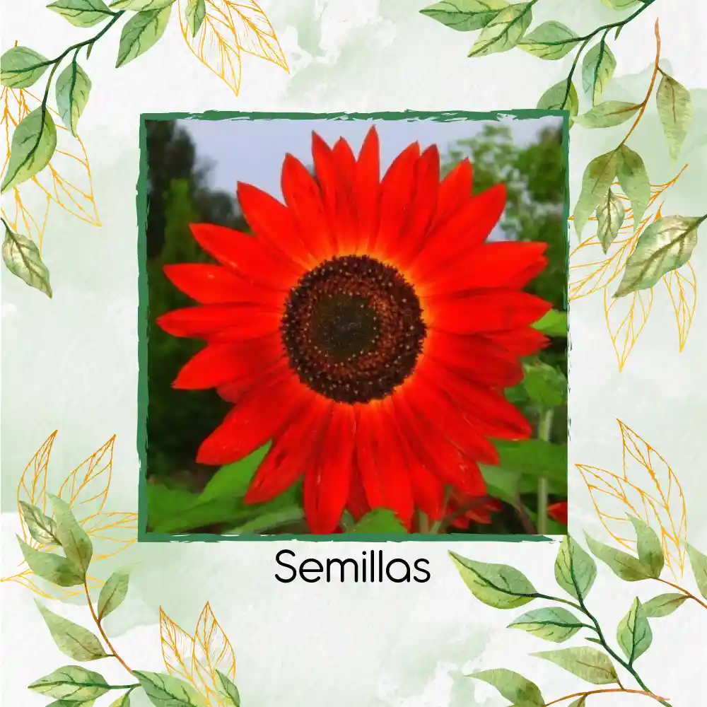 4 Semillas Orgánicas De Flor Girasol Rojo