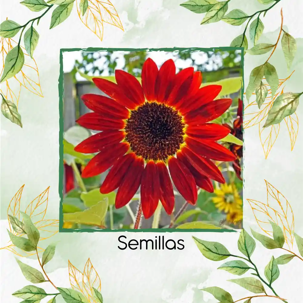 8 Semillas Orgánicas De Flor Girasol Rojo