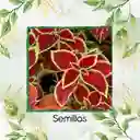 730 Semillas Orgánicas De Flor Gitana