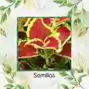 1.460 Semillas Orgánicas De Flor Gitana