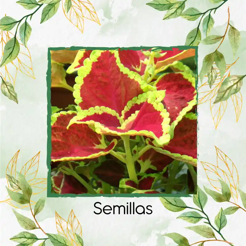 1.460 Semillas Orgánicas De Flor Gitana