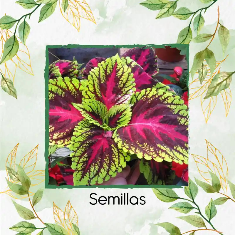 1.460 Semillas Orgánicas De Flor Gitana