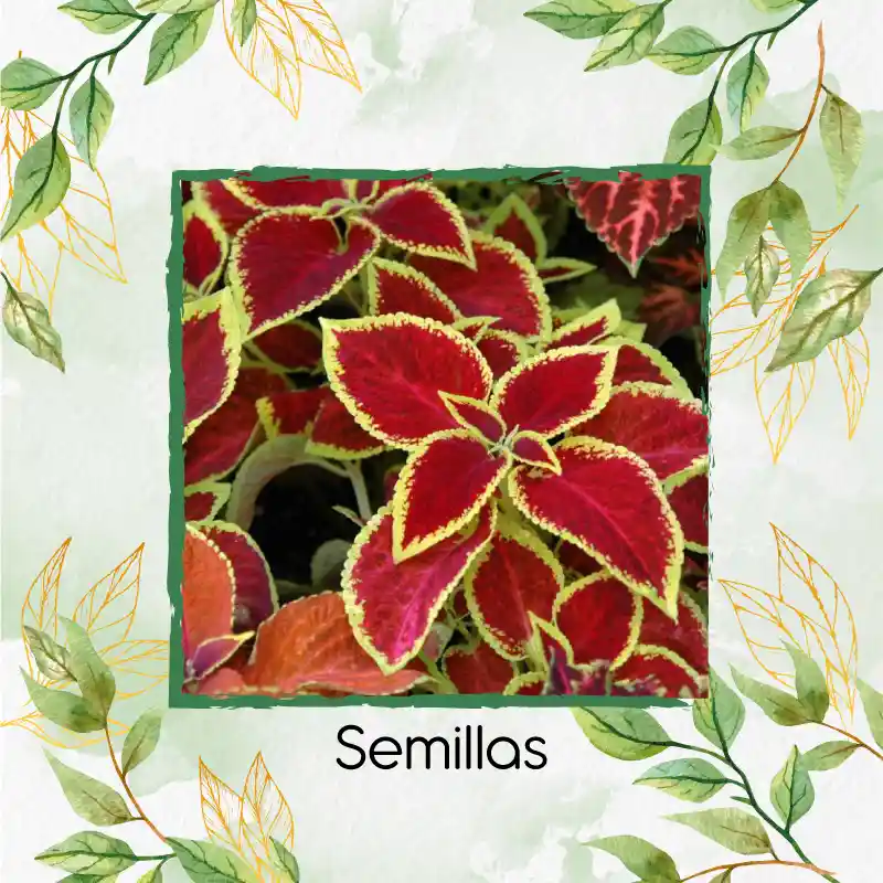 1.460 Semillas Orgánicas De Flor Gitana