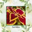 1.460 Semillas Orgánicas De Flor Gitana