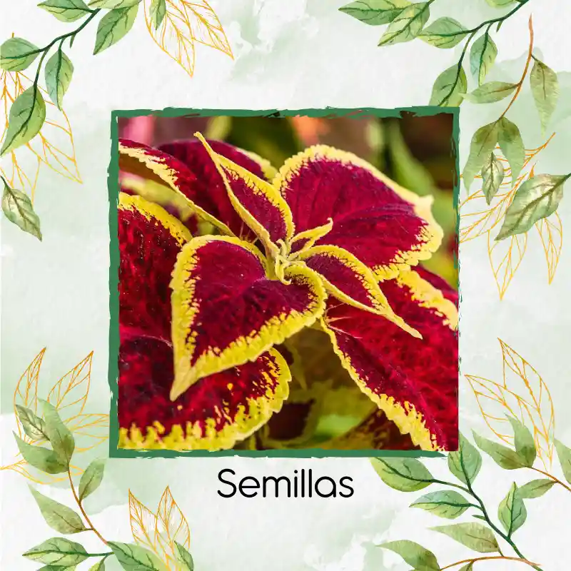 1.460 Semillas Orgánicas De Flor Gitana