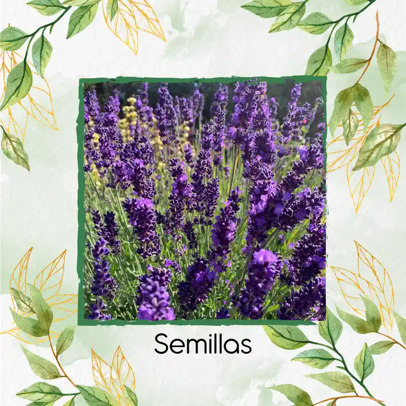 50 Semillas Orgánicas De Flor Lavanda