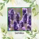 50 Semillas Orgánicas De Flor Lavanda