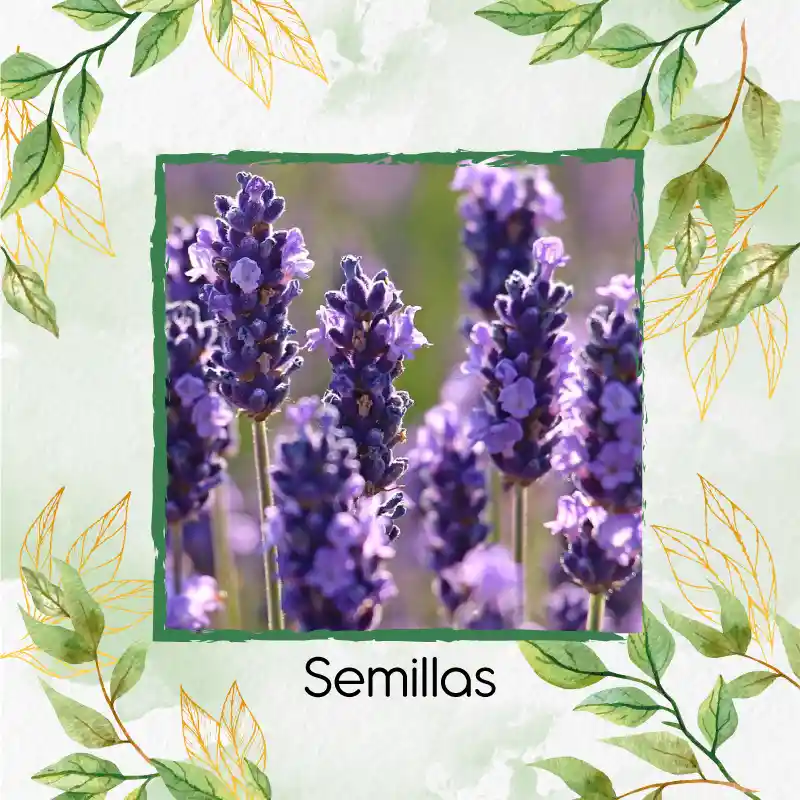 50 Semillas Orgánicas De Flor Lavanda