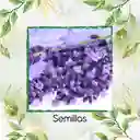 50 Semillas Orgánicas De Flor Lavanda