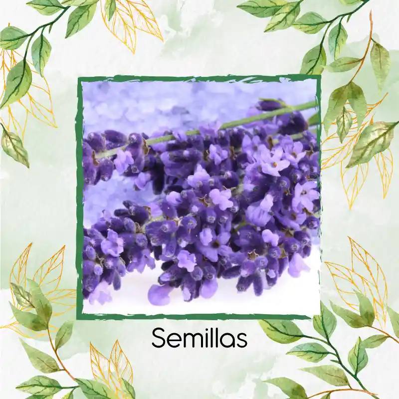 50 Semillas Orgánicas De Flor Lavanda