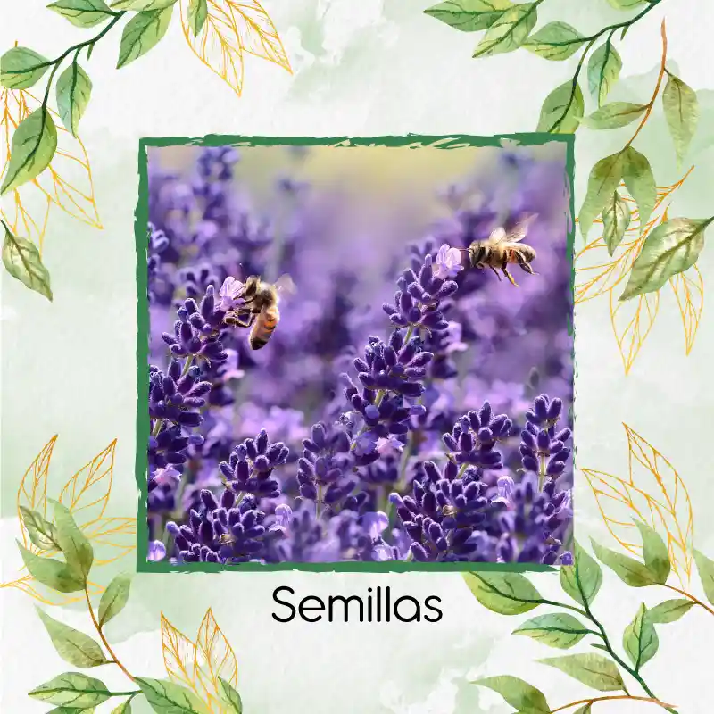 100 Semillas Orgánicas De Flor Lavanda