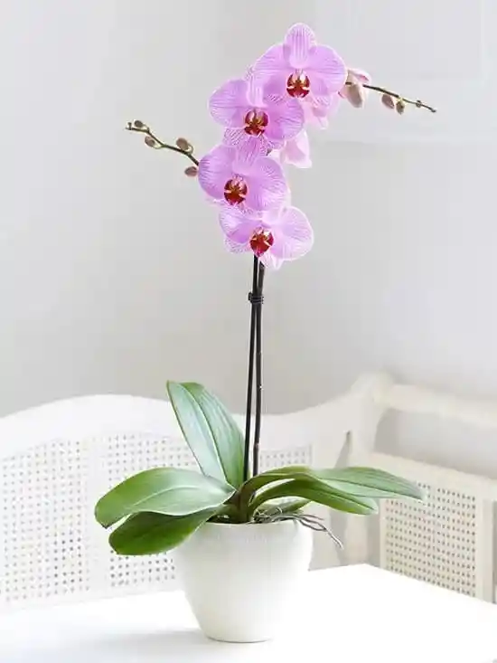 Orquidea Grande Pote 12 Phalaenopsis 1 Vara Floral