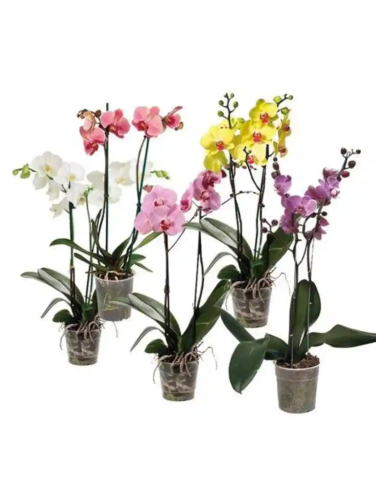 Orquidea Grande Pote 12 Phalaenopsis 1 Vara Floral