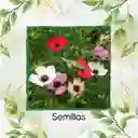 50 Semillas Orgánicas De Flor Lino Grandiflorum