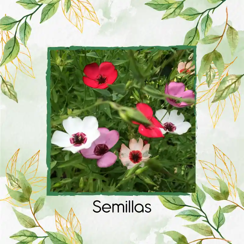 50 Semillas Orgánicas De Flor Lino Grandiflorum