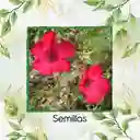50 Semillas Orgánicas De Flor Lino Grandiflorum