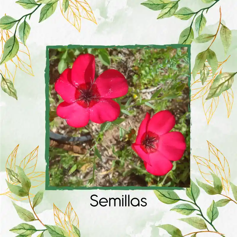 50 Semillas Orgánicas De Flor Lino Grandiflorum