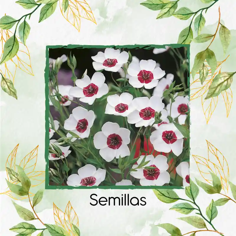50 Semillas Orgánicas De Flor Lino Grandiflorum