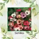 50 Semillas Orgánicas De Flor Lino Grandiflorum