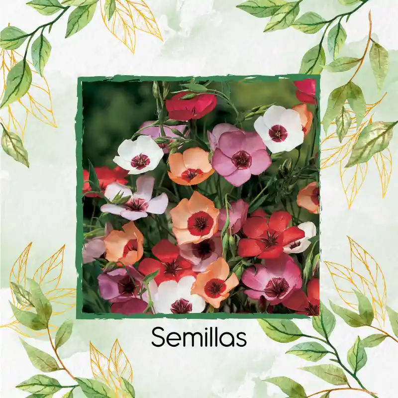 100 Semillas Orgánicas De Flor Lino Grandiflorum