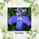 100 Semillas Orgánicas De Flor Lobelia