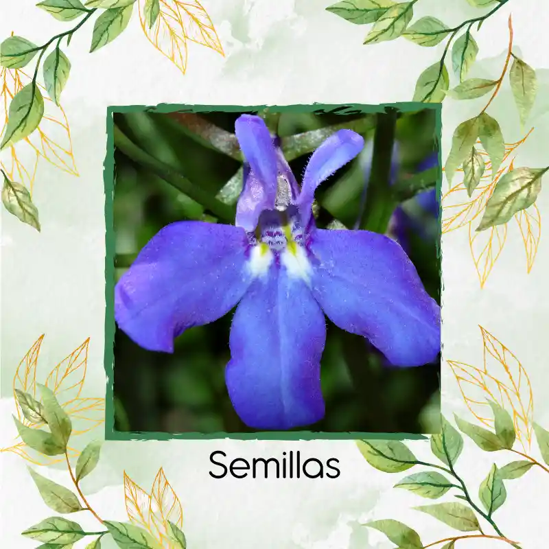 100 Semillas Orgánicas De Flor Lobelia