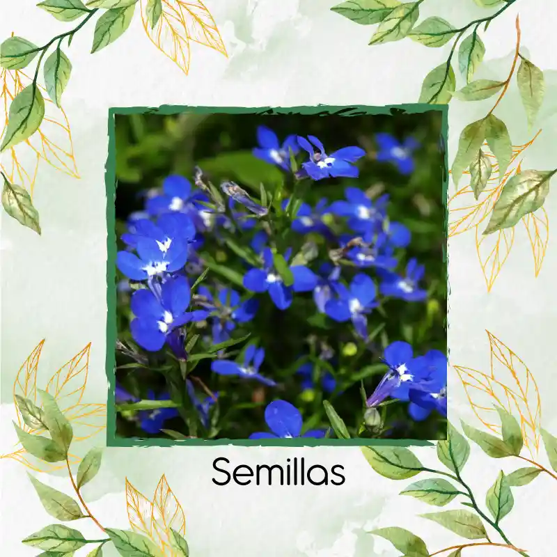 100 Semillas Orgánicas De Flor Lobelia