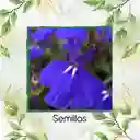 100 Semillas Orgánicas De Flor Lobelia