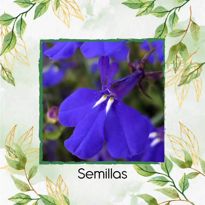 100 Semillas Orgánicas De Flor Lobelia