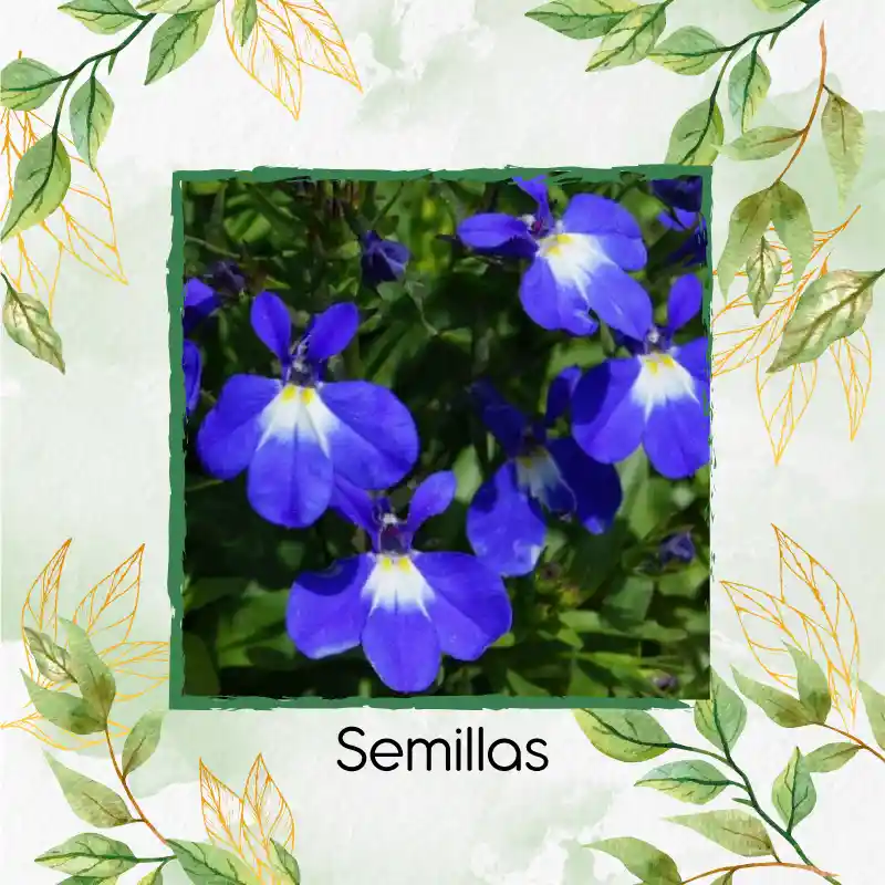 100 Semillas Orgánicas De Flor Lobelia