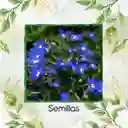 2.000 Semillas Orgánicas De Flor Lobelia