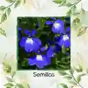 2.000 Semillas Orgánicas De Flor Lobelia
