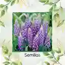 35 Semillas Orgánicas De Flor Lupinus Altramuz