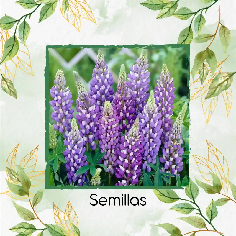 35 Semillas Orgánicas De Flor Lupinus Altramuz