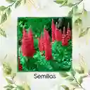 35 Semillas Orgánicas De Flor Lupinus Altramuz